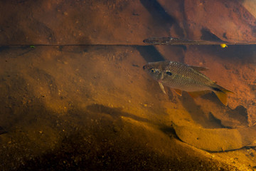 Tambiú (Astyanax lacustris) | Fish photographed in Linhares, Espírito Santo - Southeast of Brazil. Atlantic Forest Biome. 