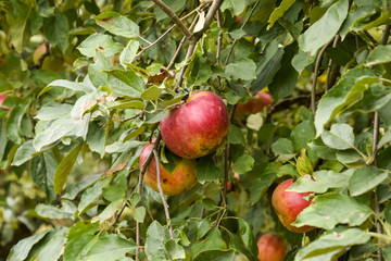 Apple orchard. Rows of trees and the fruit of the ground under t