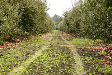 Fototapeta premium Apple orchard. Rows of trees and the fruit of the ground under t