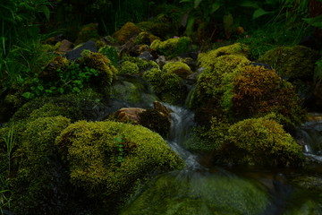 Mossy rocks in Glencoe