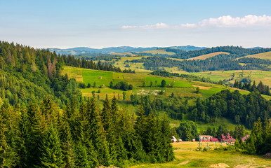 Obraz premium spruce forest on hills in countryside area. lovely summer landscape