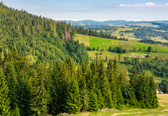 spruce forest on hills in countryside area. lovely summer landscape