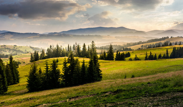 spruce forest on hills at foggy sunrise. gorgeous mountainous countryside landscape in summer