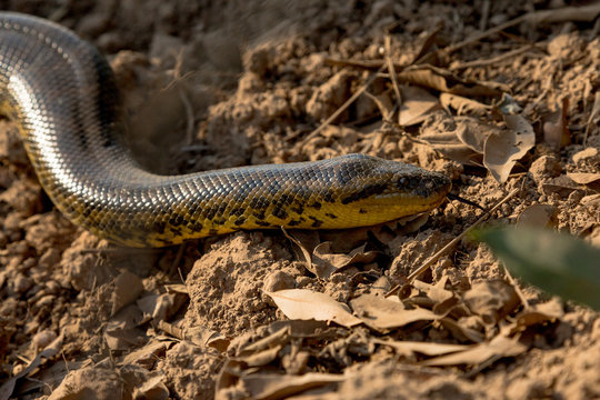 Yellow Anaconda on Transpantaneira Road