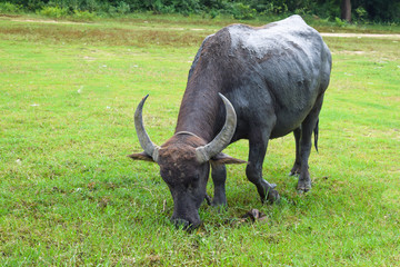 thailand buffalo