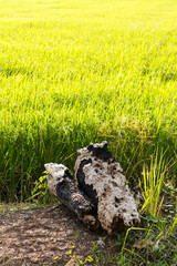 Obraz premium Old stumps eroded on the dirt in rice paddies.