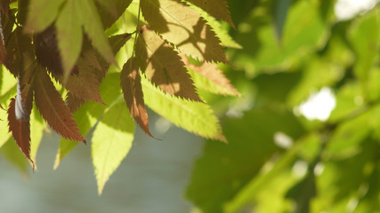 木漏れ日　木の葉