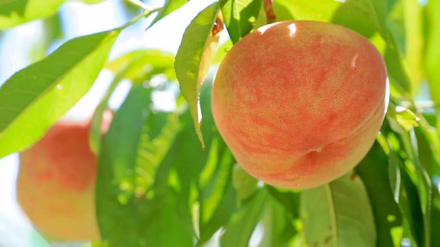 Ripe organic Peach hanging on a branch in orchard.
