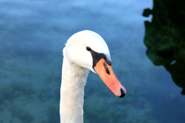 Close portrait of young swan. Pond on a background.