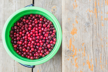 fresh harvest of ripe burgundy red cherry in a green plastic bucket