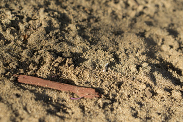 Driftwood Amongst the Sand