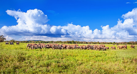 Panorama with elephants and jeeps safari © agephotography