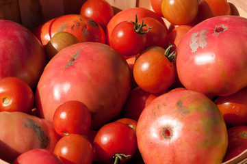 Bushel of Red Tomatoes