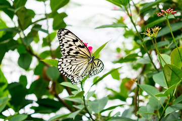 Beautiful paper kite butterfly on a pink flower in a garden greenhouse