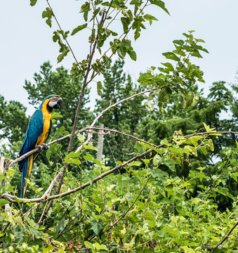 On a Limb