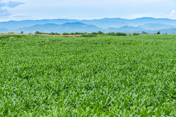 Beautiful green corn field in organic agricultural farm and mountain range background
