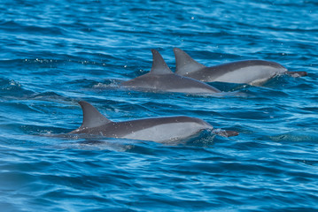 Spinner dolphin, Stenella longirostris, swimming in Pacific ocean
