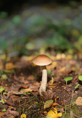 Photo of ripe mushrooms in bright green grass