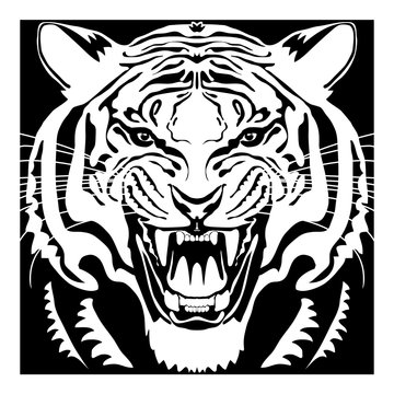 Angry tiger head; hand drawn vector graphic. Black and white square variant.
