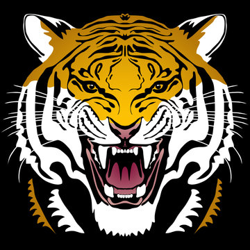 Angry tiger head; hand drawn vector graphic. Colored variant on black square background.