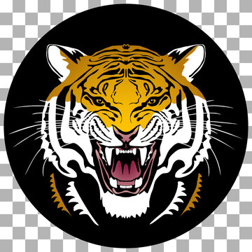 Angry tiger head; hand drawn vector graphic. Circle shaped colored variant on transparent background.
