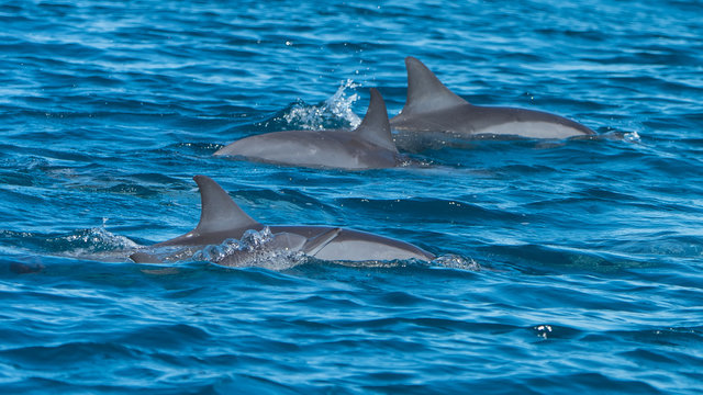 Spinner dolphin, Stenella longirostris, swimming in Pacific ocean
