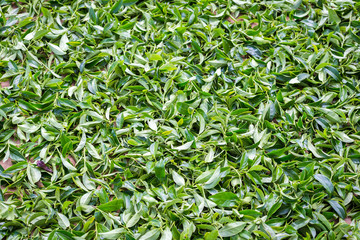 Tea leaves.Tea leaves collecting area in estate