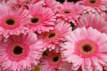 Foto op Plexiglas Gerbera Roze gerberabloemen close-up.