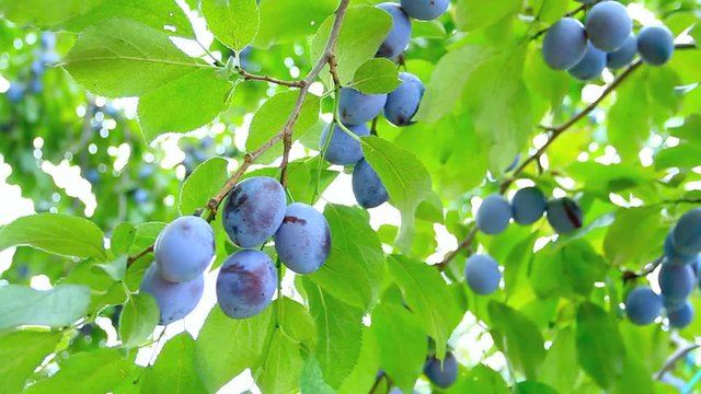 Ripe organic plums hang on a branch in the garden.