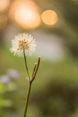 White grass flowers, bokeh background, evening sunset