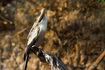 Brazilian Pantanal - Anhinga