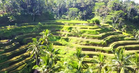 Rice terraces in Bali