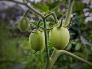 Close-up  of raw tomatoes on plant