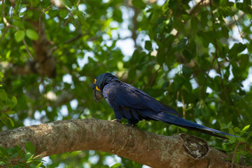 Brazilian Pantanal - Blue Macaw