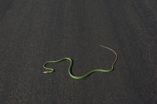 snake on the road
