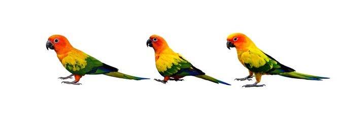 Fototapeta na wymiar Set of beautiful yellow parrot birds from head to tail and claws isolated on white background, Sun Conure Parakeet (Aratinga solstitialis)