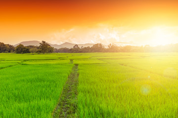 Obraz premium Green Rice Field north rural area countryside in Thailand