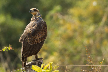 Brazilian Pantanal - Hawk