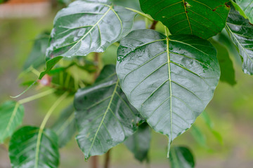 Bodhi or Peepal Leaf on nature background, Sacred Tree for Hindus and Buddhist