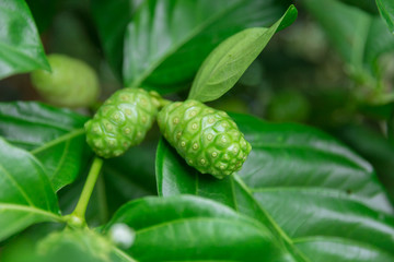 Noni or Great morinda green asian herbal plants.