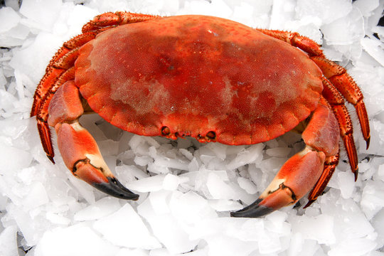 Crab