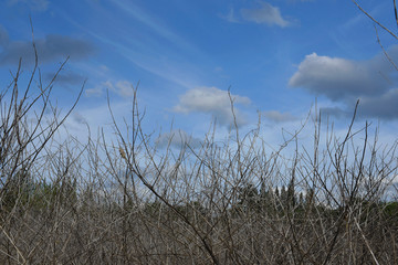 dry twigs in blue sky 