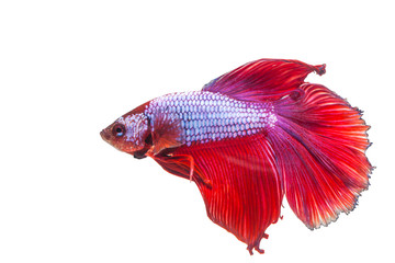 Red siamese fighting fish on a white background.