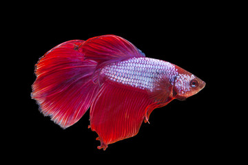 Red siamese fighting fish on a black background.