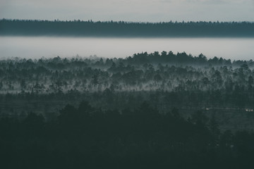 Morning fog lingers over bog
