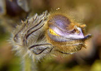 Pulsatilla vernalis