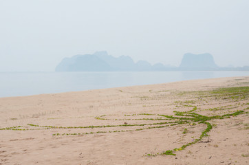 fresh plant on sand