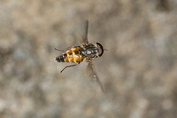 Bee mimic fly hovering in mid-air in New Hampshire.