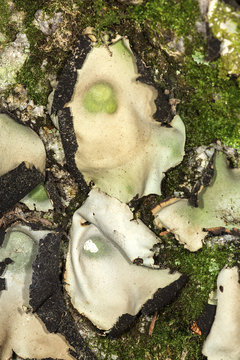 Papery umbilicate lichen on rock in Sunapee, New Hampshire.