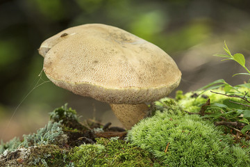 Brown bolete mushroom in mosses in Sunapee, New Hampshire.